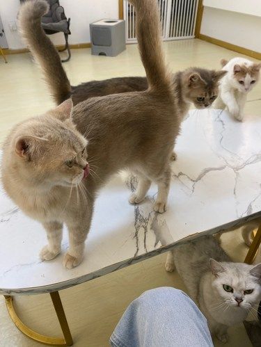 救命！这家猫舍我能撸一整天