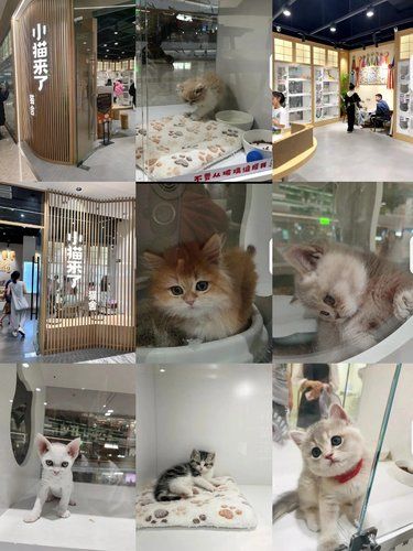 探店分享来啦！在天地街偶遇的超赞猫咖