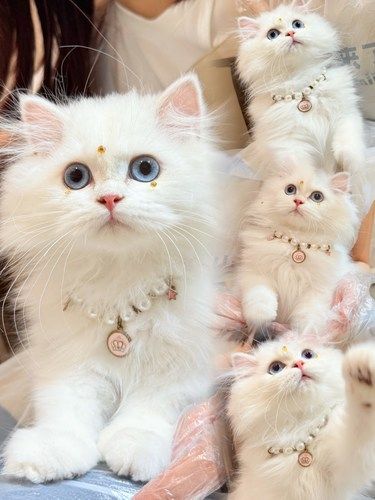 武汉武昌猫舍｜英长金点|365 天重疾保障