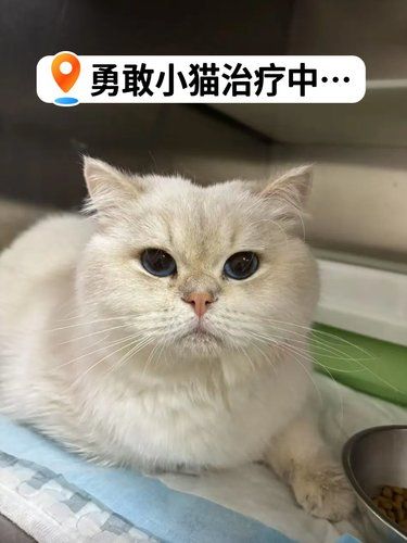 小猫胖胖，绝育棒棒[强]