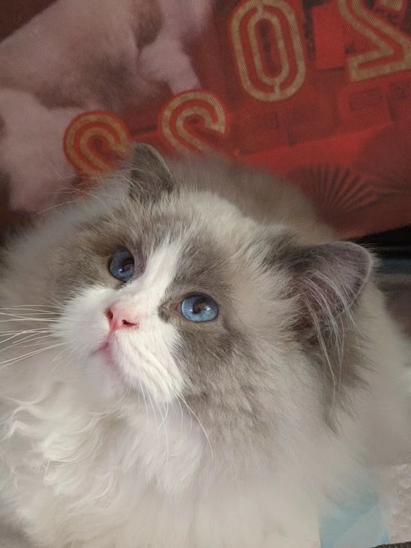 夏天和蚊子一起来了，养猫家庭该如何有效驱蚊