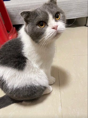 猫咪洗的香喷喷软绵绵