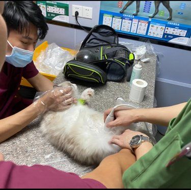 猫咪看病日记～
