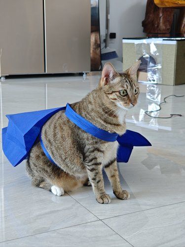 小猫肚子大竟是因为…