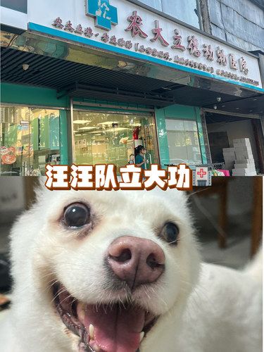 汪汪队立大功 勇敢汪汪ZARA