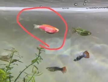 斑马鱼肚子鼓鼓的死了