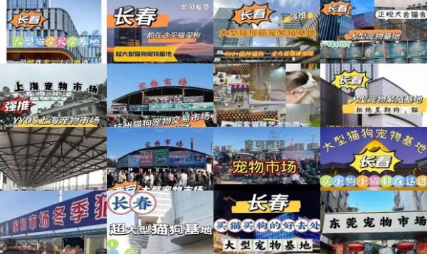 长春宠物猫市场