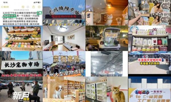 长春新月宠物市场营业时间