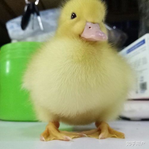 家里怎么养小鸭子宠物狗