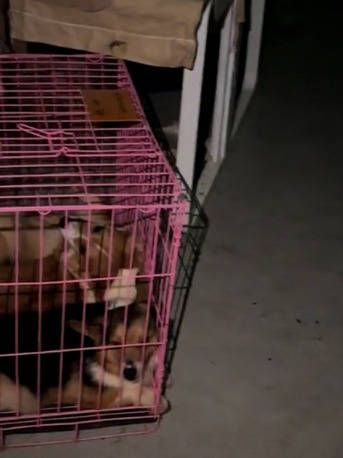 杭州一宠物店疑弃养几十只狗，杭州银泰：允许暂时寄养，商家安排专人喂养