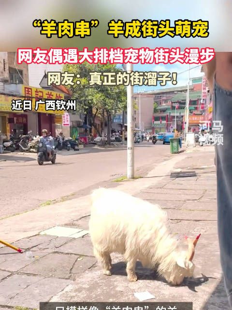 “羊肉串”羊成街头萌宠！网友偶遇大排档宠物街头漫步