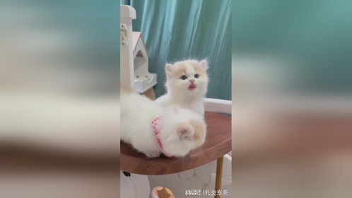 你头顶的小奶喵能借我rua几下嘛。。。