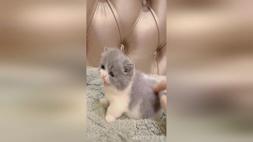 小煤气罐，小胖子……