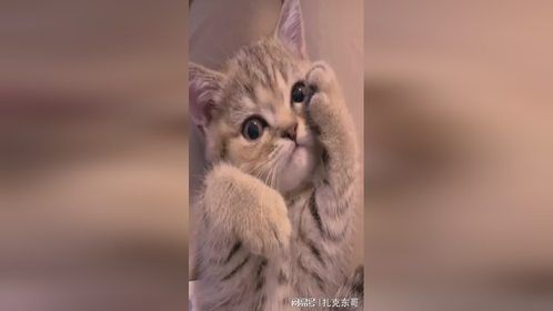 谁能拒绝可爱的小猫~