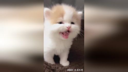 是小夹子音，感觉太上头了！