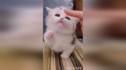 可爱治愈的猫咪！