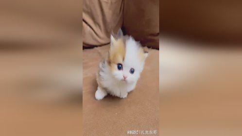 蹦蹦跳跳真可爱