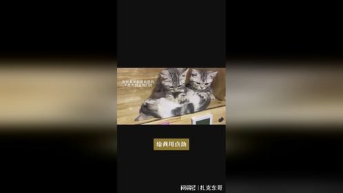 就这手法，一条小鱼干不过分吧！