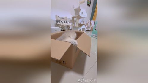 我这是养了一只“羊驼”它脖子怎么那么长啊！