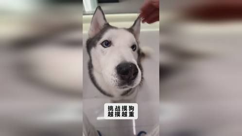 挑战摸狗越摸越重