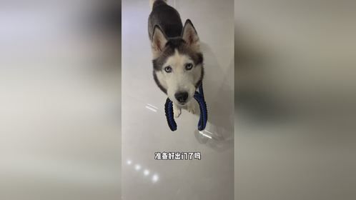 奥斯卡是个高富帅哈士奇