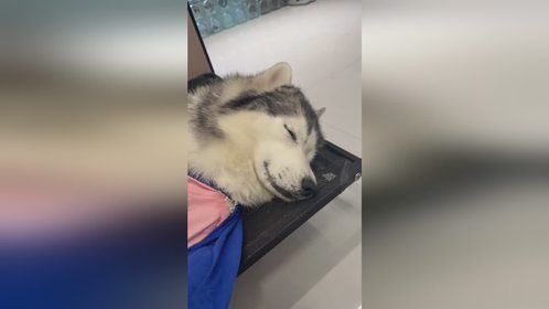 连睡觉的样子都是美美的