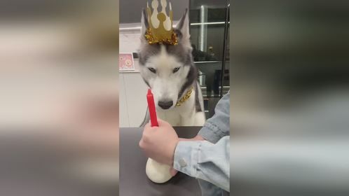二哈:这生日过的憋屈