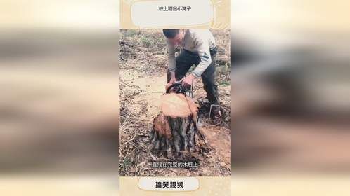 桩上锯出小凳子