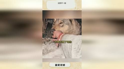 这狗不一般
