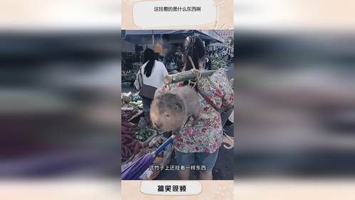 这挂着的是什么东西啊？