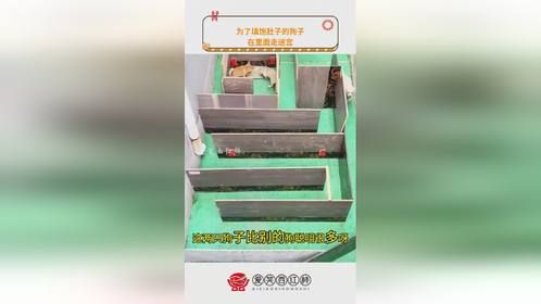 为了填饱肚子的狗子，在里面走迷宫