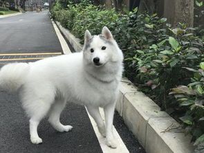 如何控制宠物狗哈士奇的食量？