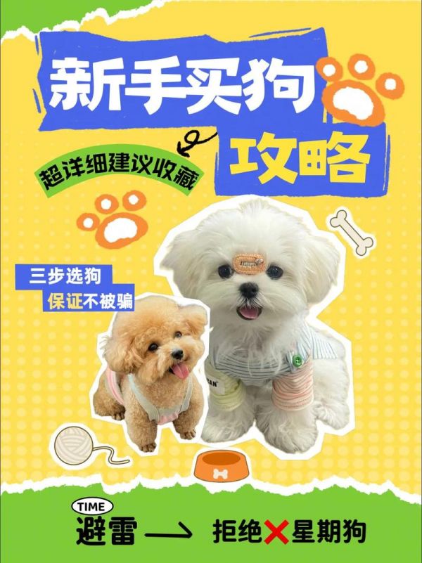 如何在网上买宠物狗