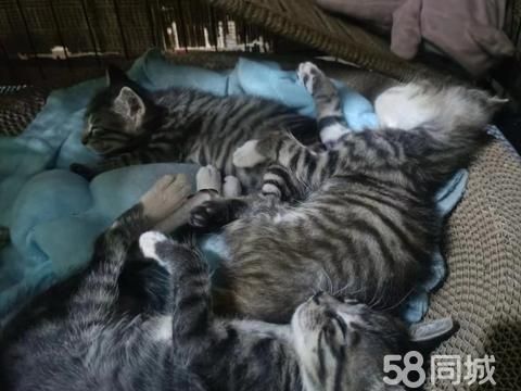 衢州宠物赠送/领养·小奶猫免费领养啦