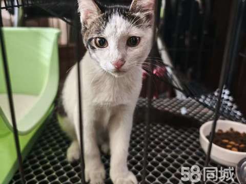 衢州宠物赠送/领养·小猫咪求领养家庭了,寻找爱它的爸爸妈妈，要求不丢弃不弃养不虐待，位置浙