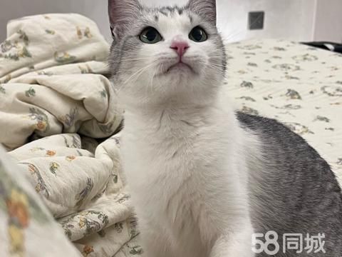 衢州宠物赠送/领养·兼职