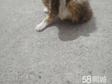 衢州宠物赠送/领养·免费领养小萌猫，三个月大，活泼呆萌，已断奶，会吃猫粮另食等，有意者请联