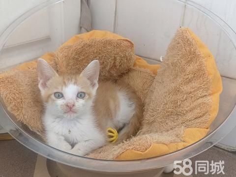 衢州宠物赠送/领养·小小奶猫找领养，我们已经自己会吃饭啦，我们已经自己会上厕所啦，我们会带