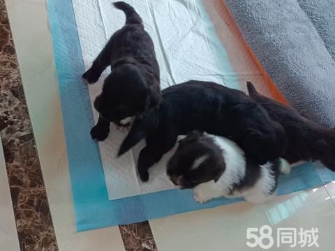 衢州宠物赠送/领养·免费送小狗，不收任何费用
