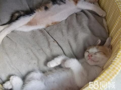 衢州宠物赠送/领养·小奶猫找领养，送猫上门