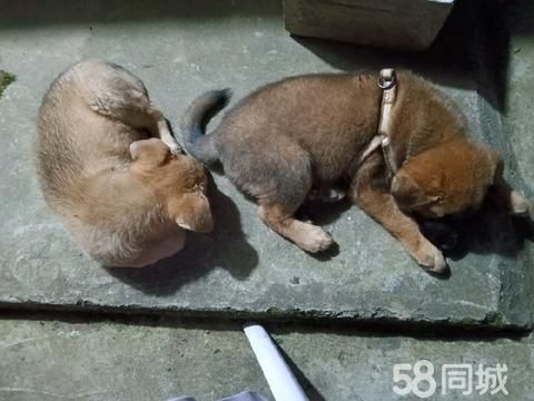 衢州宠物赠送/领养·免费赠送一只宠物狗。