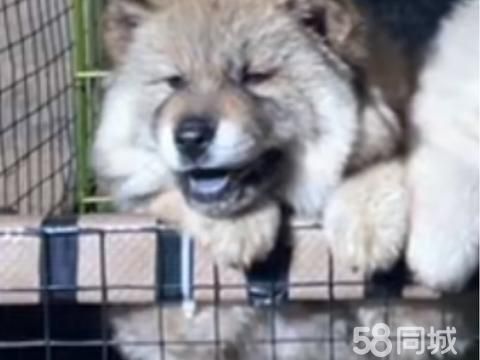 衢州宠物赠送/领养·收狗狗