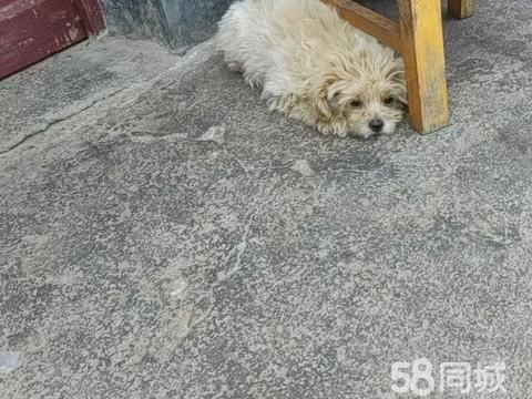 衢州市柯城区禾悦美容美发工作室·无偿赠养博美