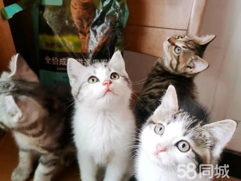 衢州宠物赠送/领养·小奶猫赠送