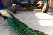 孔雀可以养殖吗