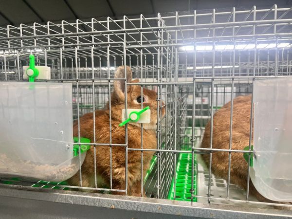 小宠物串起新沂乡村振兴新密码