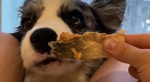 晋宠宠物零食好吗？好的零食有什么特点