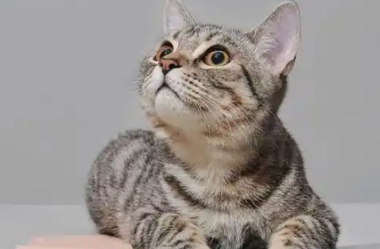 国内新晋宠物设计品牌pidan&purrre你家主子还没用过？