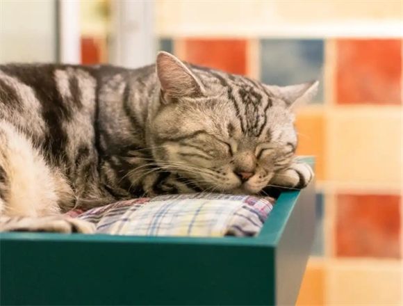 原始猎食渴望猫粮，为猫咪定制专属营养