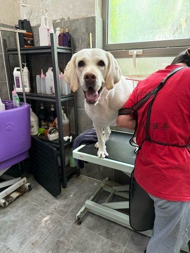 老年犬到底该多久洗一次澡？